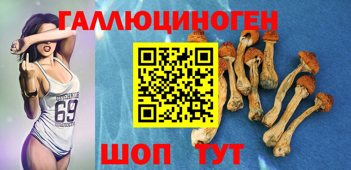 где продают наркотики  Псилоцибиновые грибы Psilocybe  Вход с VPN  Зерноград 